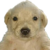 jotchua